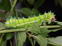 0010 Nachtpfauenauge